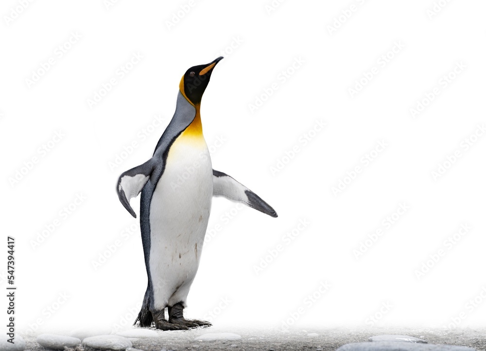 Obraz premium einzelner Königspinguin (APTENODYTES PATAGONICUS) freigestellt vor weißem Hintergrund