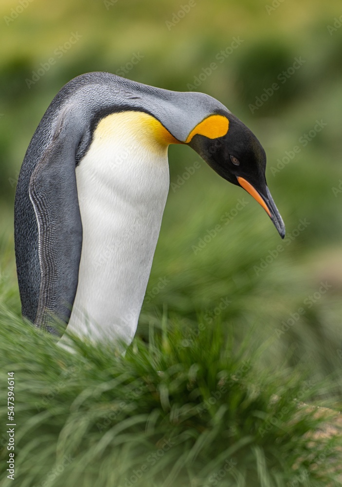 Fototapeta premium einzelner Königspinguin Königspinguin (APTENODYTES PATAGONICUS) in Südgeorgien posiert vor grünem Tussock Gras - Hintergrund