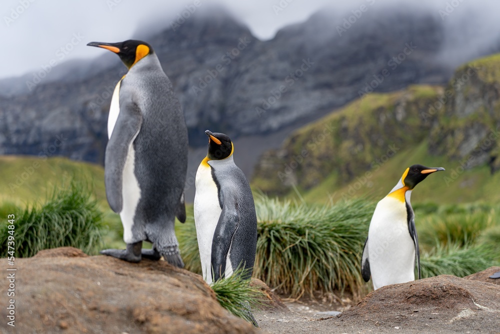 Fototapeta premium 3 separierte Königspinguine (APTENODYTES PATAGONICUS) auf Süd Georgien in Ihrer natürlichen Umgebung