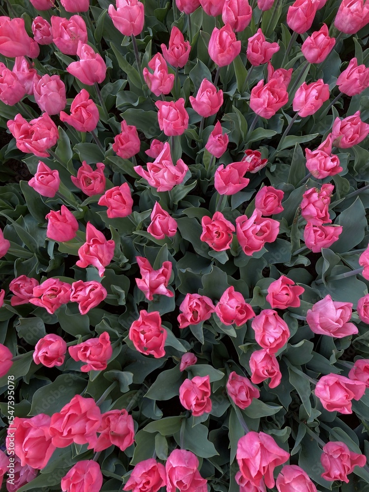 red rose bush red rose bush