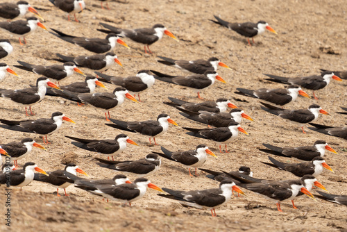 African skimmer in the Queen Elizabeth National park. Rynchops flavirostris on the river bank. Birds with longer lower beak. Ornithology in Uganda. 