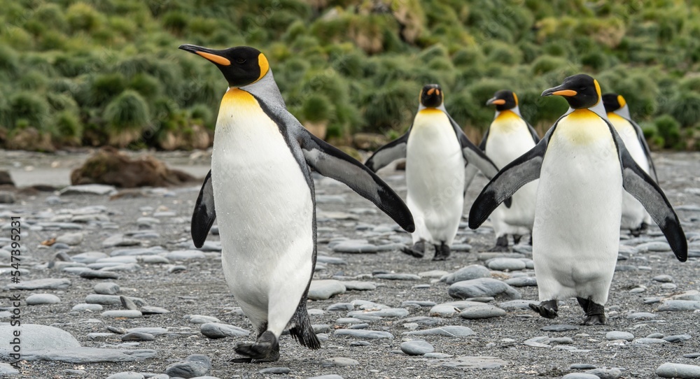 Fototapeta premium Königspinguin - (APTENODYTES PATAGONICUS) Kolonie Gold Harbour - landschaftlich reizvolle Bucht auf Südgeorgien
