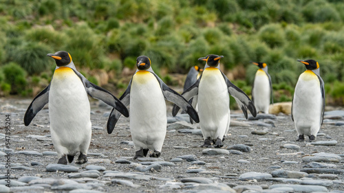 K  nigspinguin -   APTENODYTES PATAGONICUS  Kolonie Gold Harbour - landschaftlich reizvolle Bucht auf S  dgeorgien