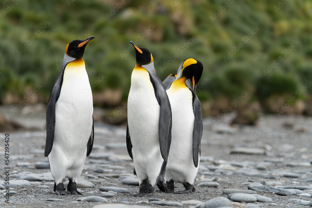 Obraz premium 3 separierte Königspinguine (APTENODYTES PATAGONICUS) auf Süd Georgien in Ihrer natürlichen Umgebung