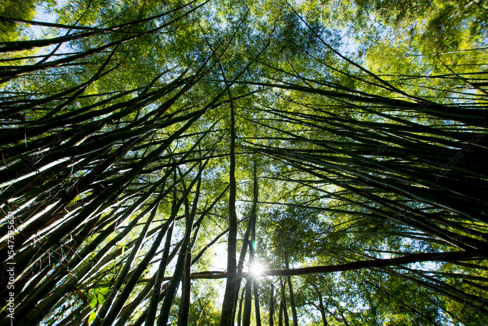 Bamboo forest. Tall trees. Green. Green foliage. Wood. Green sky. Asian atmosphere. Bamboo forest. Tall trees. Green. Green foliage. Wood. Green sky. Asian atmosphere.