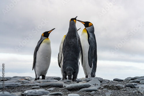 K  nigspinguin -   APTENODYTES PATAGONICUS  Kolonie Gold Harbour - landschaftlich reizvolle Bucht auf S  dgeorgien