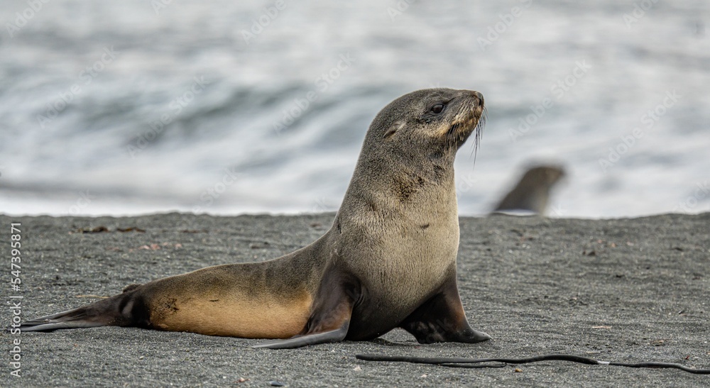 Fototapeta premium junger antarktischer Seebär / antarktische Pelzrobbe (Arctocephalus gazella) in Südgeorgien in seiner natürlichen Umgebung