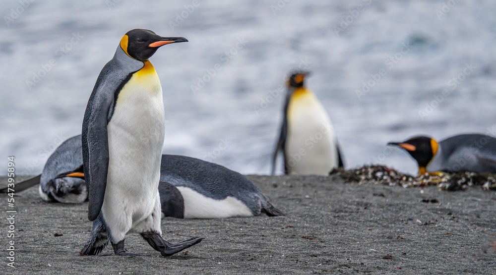 Fototapeta premium Königspinguin - (APTENODYTES PATAGONICUS) Kolonie Gold Harbour - landschaftlich reizvolle Bucht auf Südgeorgien