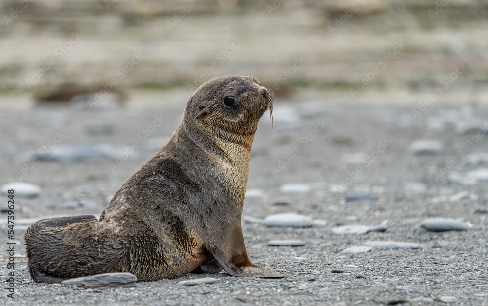 Fototapeta premium junger antarktischer Seebär / antarktische Pelzrobbe (Arctocephalus gazella) in Südgeorgien in seiner natürlichen Umgebung