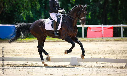 Dressage horse black in the tournament, photographed in a strong gallop all over the arena..