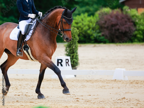 Horse dressage in step with rider with raised front leg, detail of horse forehand..