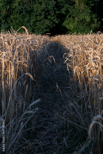wheat field before harvest in the rays of the setting sun