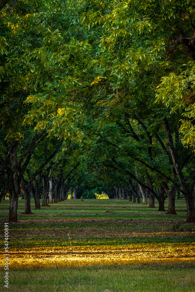 autumn on GA pecan orchard front lit and dark in background with rows of trees into the distance in vertical framing	 - obrazy, fototapety, plakaty 
