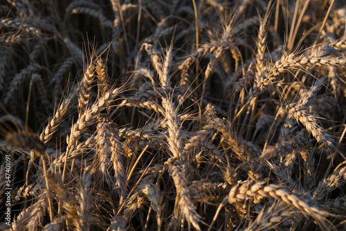 wheat field before harvest in the rays of the setting sun