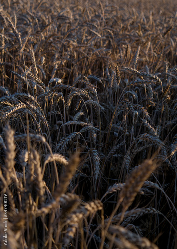 wheat field before harvest in the rays of the setting sun