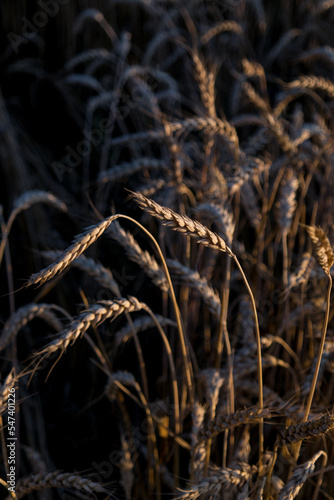 wheat field before harvest in the rays of the setting sun
