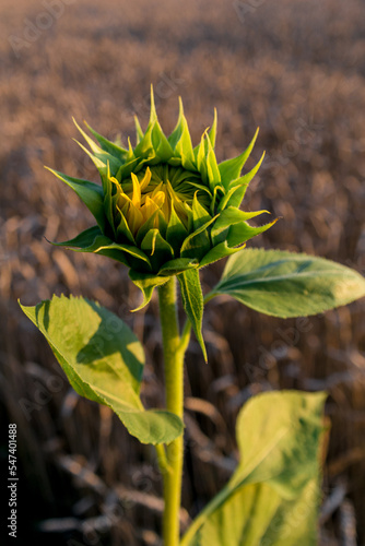 lonely unripe podolnuh in a field with wheat