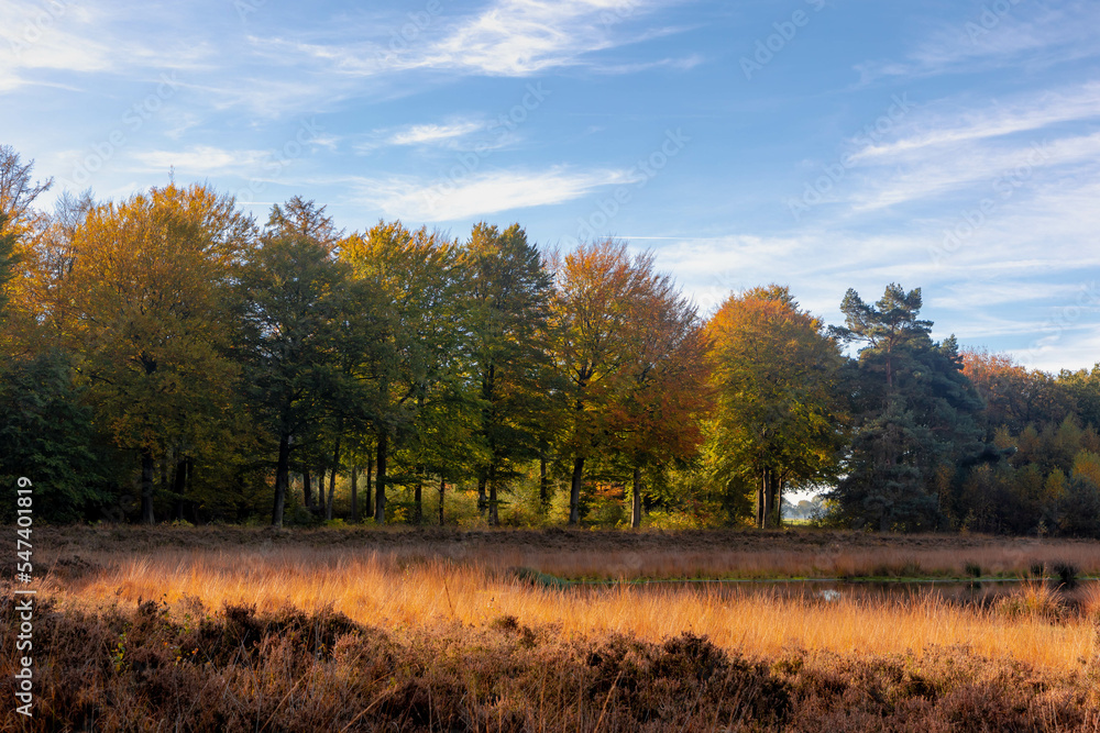 Beautiful Autumn forest in countryside of Netherlands, Yellow, Orange and green leaves on the trees with blue sky and white clouds, Colourful wood in fall season with red brown leaf, Nature background