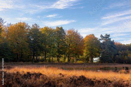 Beautiful Autumn forest in countryside of Netherlands, Yellow, Orange and green leaves on the trees with blue sky and white clouds, Colourful wood in fall season with red brown leaf, Nature background