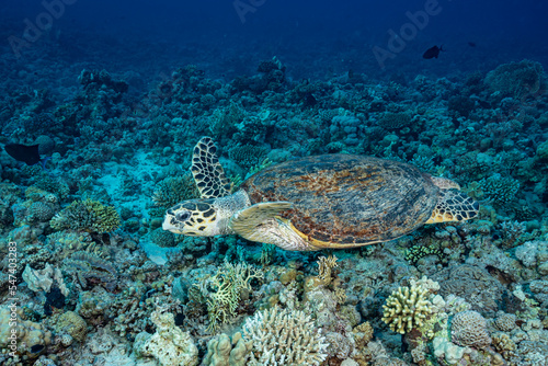 Turtle on a reef in the Red Sea