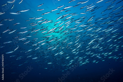 Scool of fish with blue background