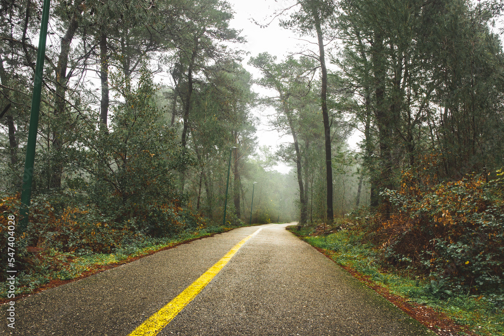 A very beautiful road through the forest during the rain. A very beautiful road through the forest during the rain.