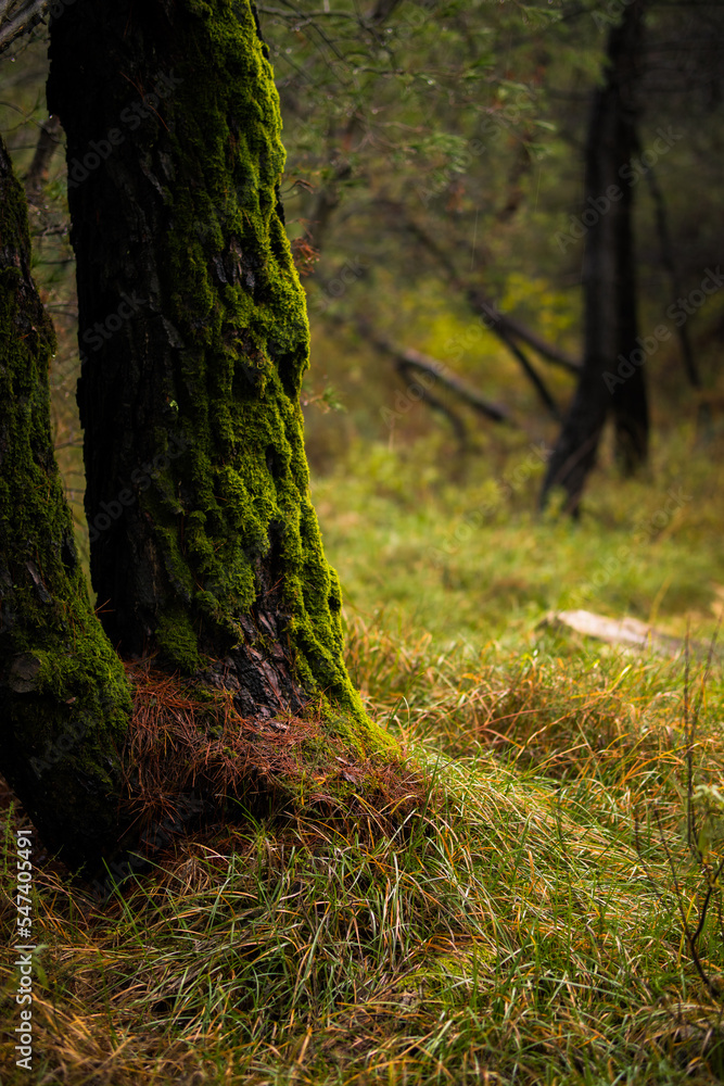 Naklejka premium Beautiful autumn in the forest during the rain. Clean and fresh oxygen. 