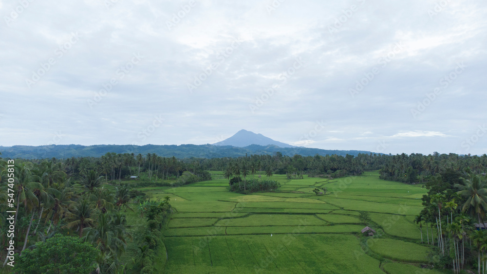 Fototapeta premium Rice fields in the countryside