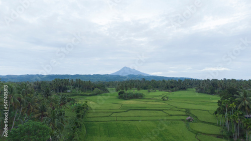 Rice fields in the countryside