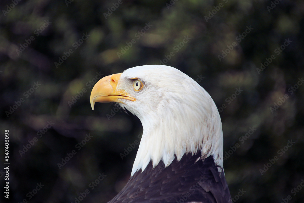 A close up of an American Bald Eagle A close up of an American Bald Eagle