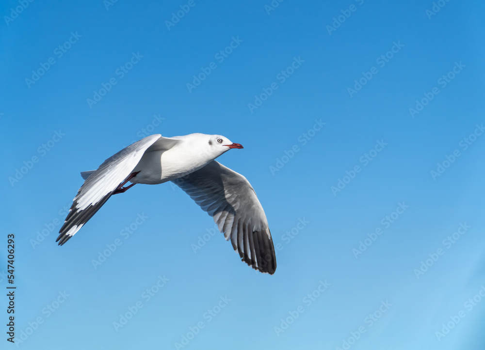 seagull flying. seagull isolated on blue sky background. seagull flying. seagull isolated on blue sky background.