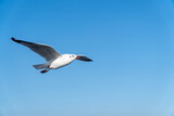 single seagull flying in blue sky background.
