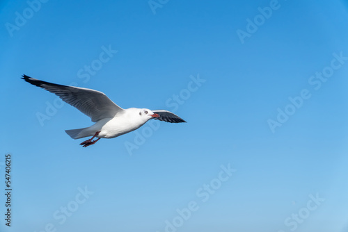 single seagull flying in blue sky background.