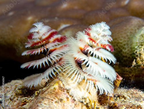 Christmas tree worms - Spirobranchus giranteus