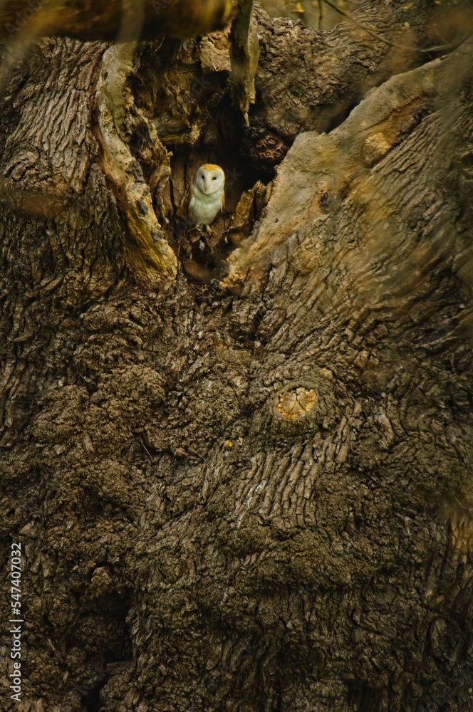 Barn Owl in a Hole Barn Owl in a Hole