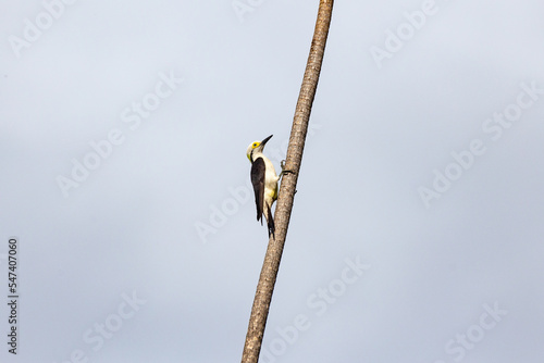 Isolated White Woodpecker (Melanerpes candidus)  in rainforest and selective focus. photo