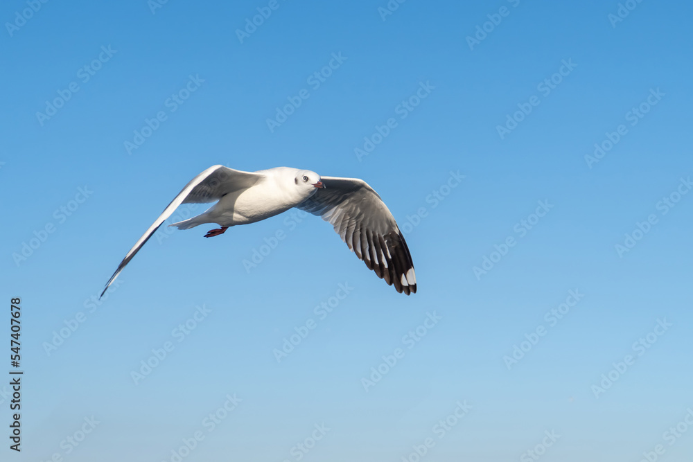 single seagull flying in blue sky background. single seagull flying in blue sky background.