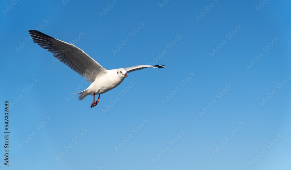 single seagull flying in blue sky background. single seagull flying in blue sky background.