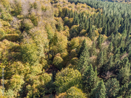 Mixed forest in autumn. Aerial view