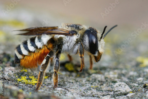 Closeup of a colorful large female white sectioned leafcutter bee, Megachile albisecta photo