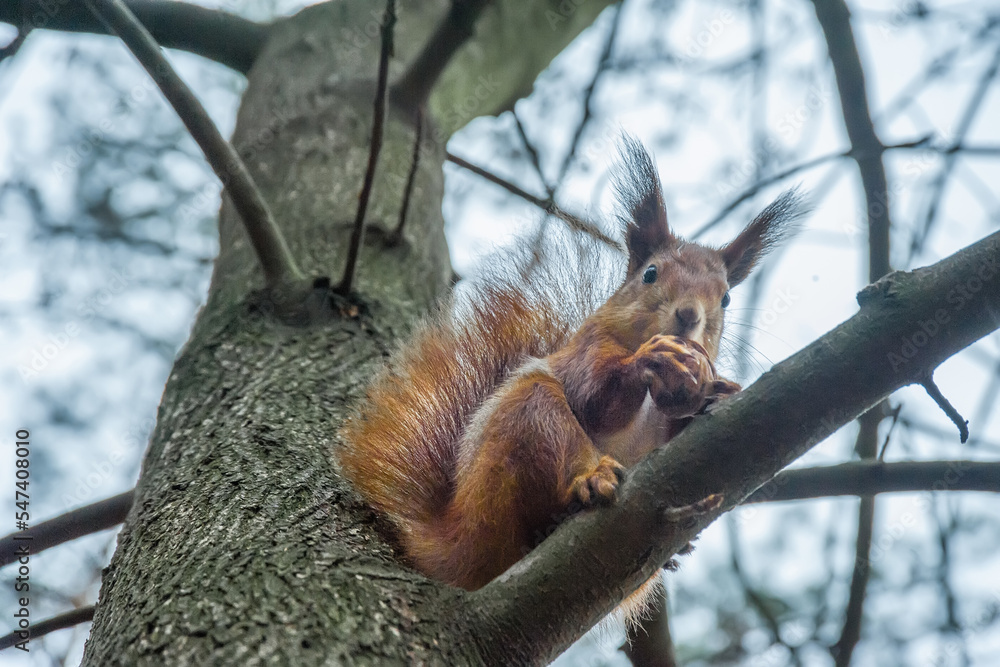 Fluffy red squirrel sits on a tree eats a nut Fluffy red squirrel sits on a tree eats a nut