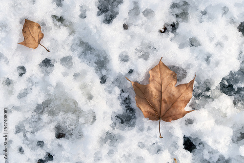 autumn leaves in snow photo