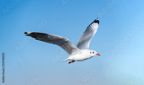 seagull flying. seagull isolated on blue sky background. clipping path.