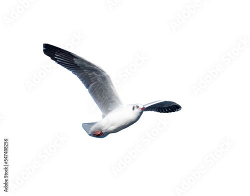 seagull flying. seagull isolated on blue sky background. clipping path.