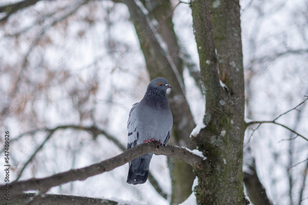 Fototapeta premium blackbird