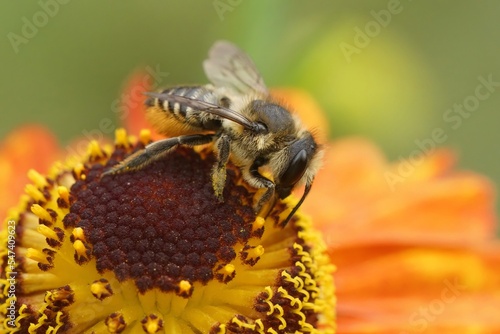 Colorful closeup on a female Patchwork leafcutter bee, Megachile centuncularis on orange flowers