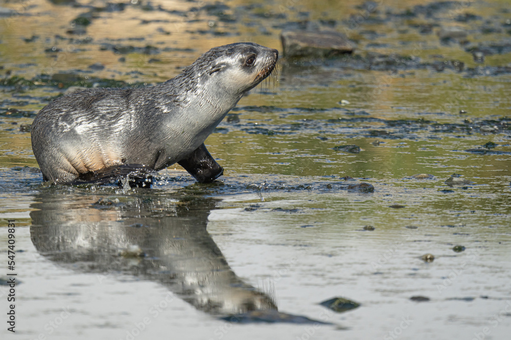 Obraz premium junger antarktischer Seebär / antarktische Pelzrobbe (Arctocephalus gazella) in Südgeorgien spiegelt sich im flachen Wasser in seiner natürlichen Umgebung