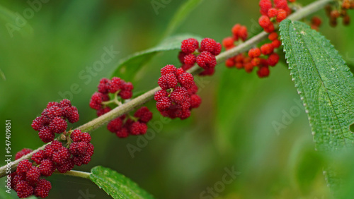 The fruit of Debregeasia longifolia or Orange wild rhea or Totongoan is red when it is ripe. It is a sparsely hairy erect shrub in the family Urticaceae.