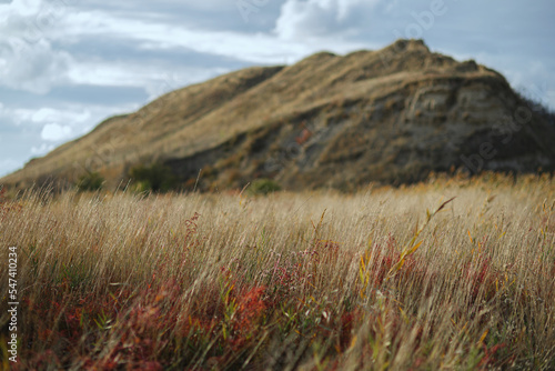 a small mountain in a thicket of grass