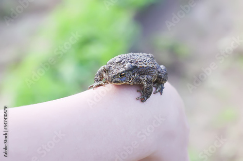 A little green frog in a child's hand.